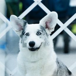 Elsa - Cardigan Welsh Corgi