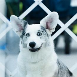 Elsa - Cardigan Welsh Corgi