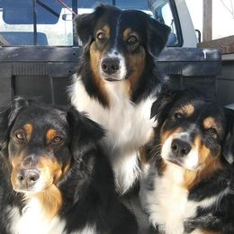 Australian Shepherds from Socialization