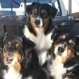 Australian Shepherds from Socialization