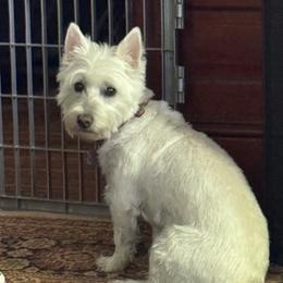 Lexie - West Highland White Terrier