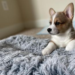 Pembroke Welsh Corgi Puppies from GLC Corgis