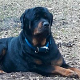 Remy - Rottweiler