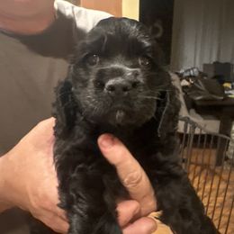 Blk 1 collar 8 lime green - Black male Cocker Spaniel puppy in Columbia, South Carolina from Fleur de Lis Cockers- Cuchna Cockers