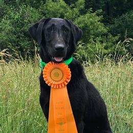 Labrador Retrievers from Kicking Bird Gun Dogs