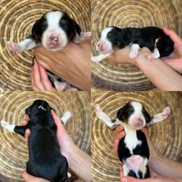 Golf - Tri-color male Bernedoodle puppy in Yuciapa, California from AlltheDoodlez_