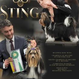 Biewer Terrier All Grown Up from Bellissima Biewers & Yorkies