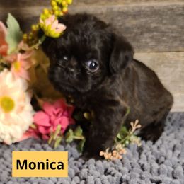 Brussels Griffon Puppies from Rhonda Miller's Bussels Griffon