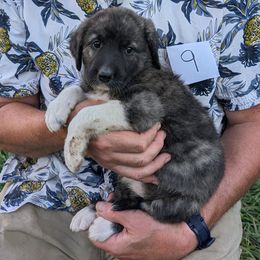 9 - Girl - Brown female Anatolian Pyrenees puppy in Marysville, Ohio from Brotherton Family Farms