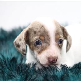 Male 3 - Dapple male Dachshund puppy in Childress, Texas from Taylor Farms