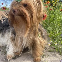 Winnie - Yorkshire Terrier