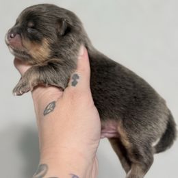 Solo - Blue and tan male Pomeranian puppy in Coleman, Oklahoma from Pretty Poms