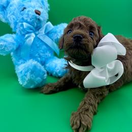 Goldendoodle and Poodle Puppies from Katy's Toy Poodles & Doodles