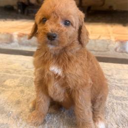 Boy 3 - Red  male Goldendoodle puppy in Meridian, Mississippi from Magnolia Poodles and Doodles