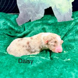 Daisy - Red merle female Australian Shepherd puppy in Vernal, Utah from Dancing M Kennels
