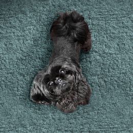 Phoebe - Shih Tzu