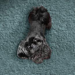 Phoebe - Shih Tzu