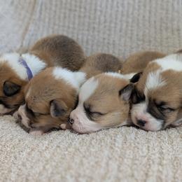 Girl 1 - White and red female Pembroke Welsh Corgi puppy in Milton, Florida from Milton Corgis ~ Azealia Acres