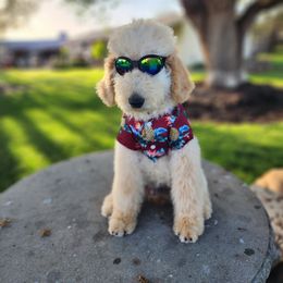 Goldendoodle Puppies from Doodle Love 559