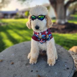 Goldendoodle Puppies from Doodle Love 559