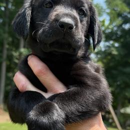 Girl 2 - female Labrador Retriever puppy in Rockville, Indiana from Point to Point West