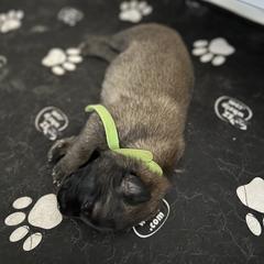 Belgian Tervuren Puppies from Moonlight Tervuren