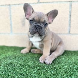 Boy 1 - Blue fawn male French Bulldog puppy in La Puente, California from Certified Frenchies