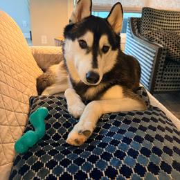 Moose - Black and white male Siberian Husky puppy in North Miami, Florida from Kardrovi Siberians