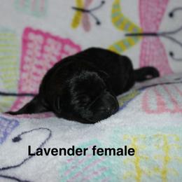 Lavender female - Sable female German Shepherd puppy in Ann Arbor, Michigan from Von Der Havier German Shepherds