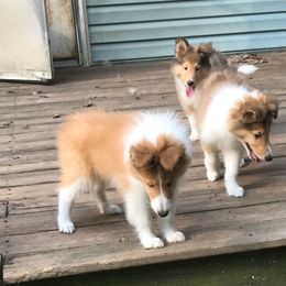 Collie Puppies from Whites Collies