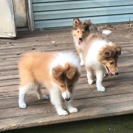 Collie Puppies from Whites Collies