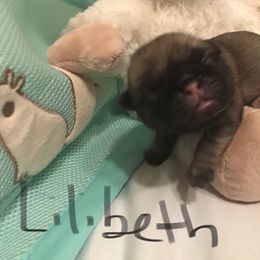 Pug Puppies from Pickwick Pugs