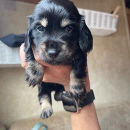 Brie - Black and cream female Dachshund puppy in Rogue River, Oregon from Bear Feet Dachshunds