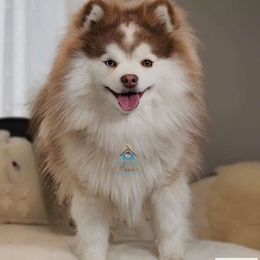 Nico - Pomsky