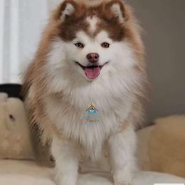 Nico - Pomsky