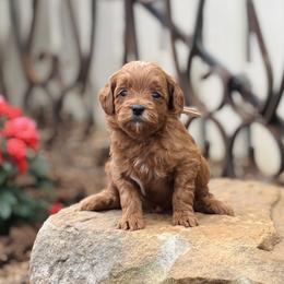 Duchess - Red  female Goldendoodle puppy in Wharton, Texas from Little Fur Friends