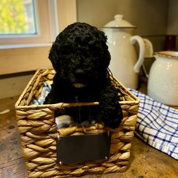 Purple collar - Black female Goldendoodle puppy in Sanderson, Florida from Serenity Goldendoodles