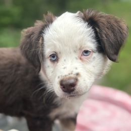Tulip - Red & white female Australian Shepherd puppy in Northfield, New Hampshire from A to Z Australian Shepherds