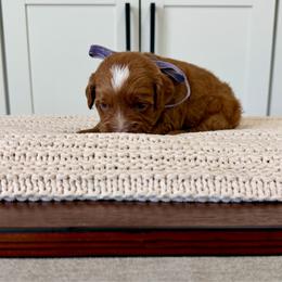 Olympia - Red  female Goldendoodle puppy in Mesa, Arizona from Twinkle MiniDoodles