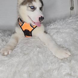 Siberian Husky Puppies from Springfield Huskies