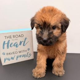 Salmon - Wheaten male Soft Coated Wheaten Terrier puppy in Grand Prairie, Texas from Wonderful Wheatens