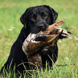 Louis V - Labrador Retriever