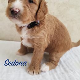 Goldendoodle Puppies from Golden Law Kennels