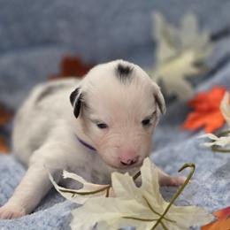 Purple collar - Blue merle female Miniature American Shepherd puppy in Statesboro, Georgia from Azure Miniature American Shepherds