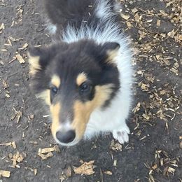 Joey - Black white and tan Collie puppy in Yulee, Florida from Three Collie Farm