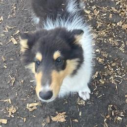 Joey - Black white and tan Collie puppy in Yulee, Florida from Three Collie Farm