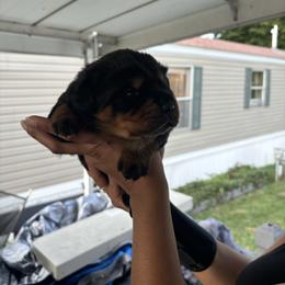 Red collar - Black and mahogany female Rottweiler puppy in Grand Rapids, Michigan from Rott-Squad Kennels