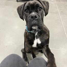 Ares - Brindle male Boxer puppy in Gustine, California from Spicchio d'Aglio Boxers