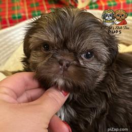 Hank - Chocolate male Shih Tzu puppy in Walkertown, North Carolina from Lil’ Bit’s Shih Tzu