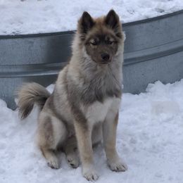 Cadence - Siberian Husky